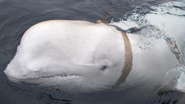 Dolfijnen en walvissen handige maar kostbare hulpjes van de marine