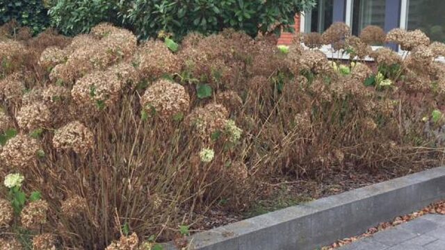 Lijken je tuinplanten dood door de droogte? Gooi ze nog niet weg