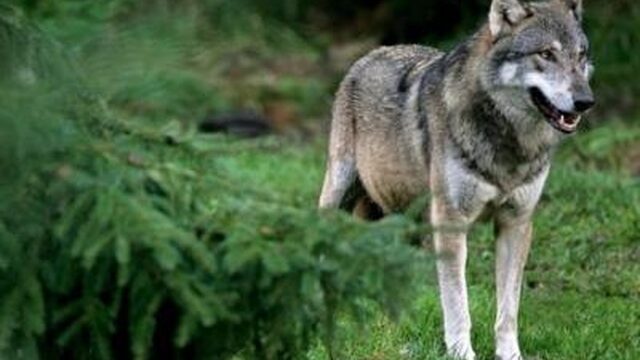 Wolvenonderzoeker: 'Er gaan conflicten ontstaan tussen mens en wolf'