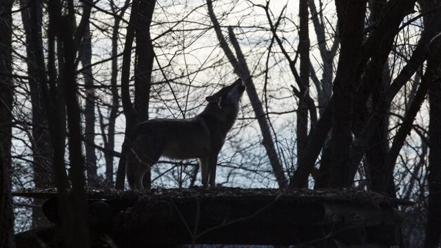Podcast De Dag: De wolf is een blijvertje