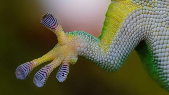 Rotzooi de ruimte uit met gekko-grijphandjes