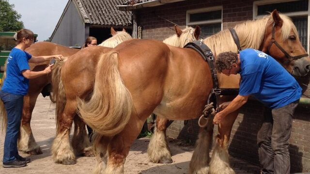 Einde verminking trekpaarden - toekomst voor paard mét staart
