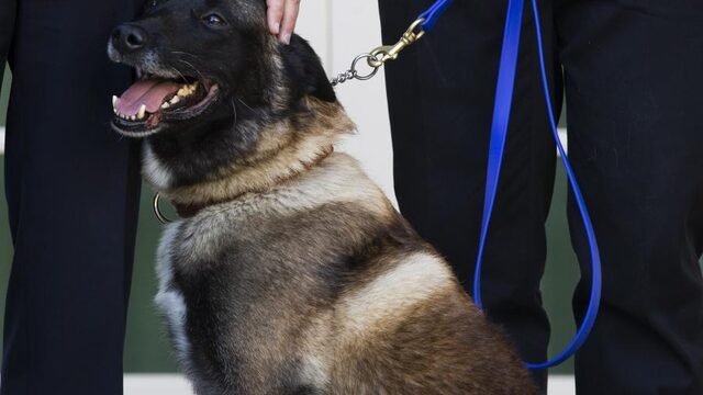 Marco van Hoof trainde hond die IS-leider Baghdadi opspoorde