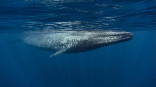 Blauwe vinvis heeft extreem hart