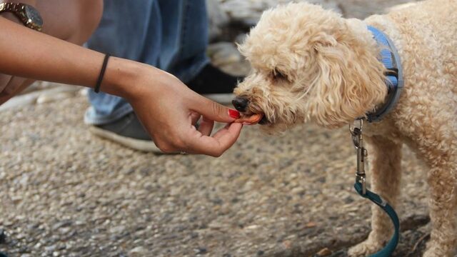 Waarom honden geen fruit hoeven te eten