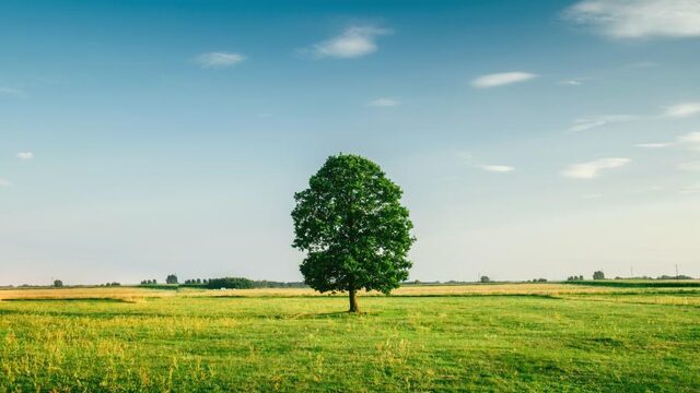 Verkoeling nodig? Plant een boom!