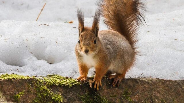 Hoe komen dieren de winter door?