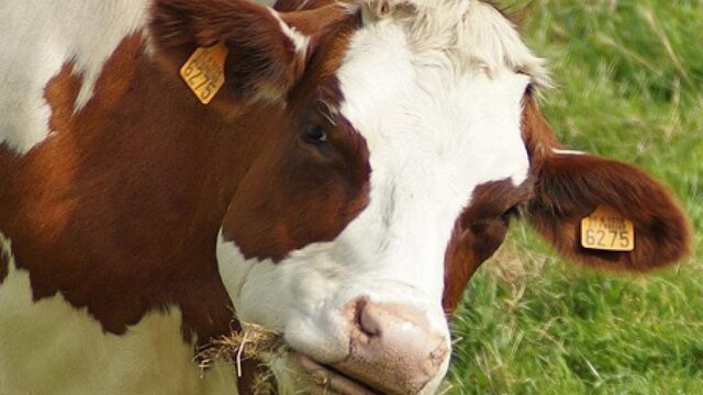 Geen schaduw voor koeien is een drama