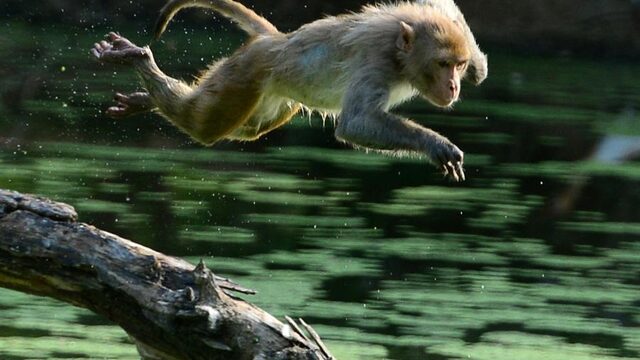 WNF: populaties wilde dieren wereldwijd met 60 procent afgenomen