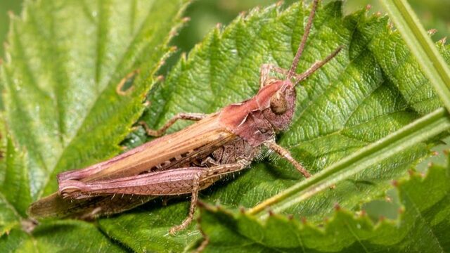 Bijzondere vondst in duinen Den Haag: een knalroze sprinkhaan
