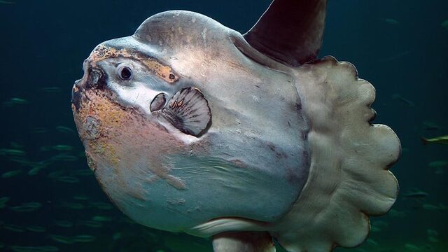 Zwaarste beenvis ter wereld verdwaald bij Texel
