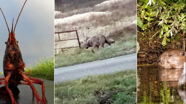 Podcast De Dag: Deze dieren vertrokken in 2018 uit Nederland, of kwamen erbij