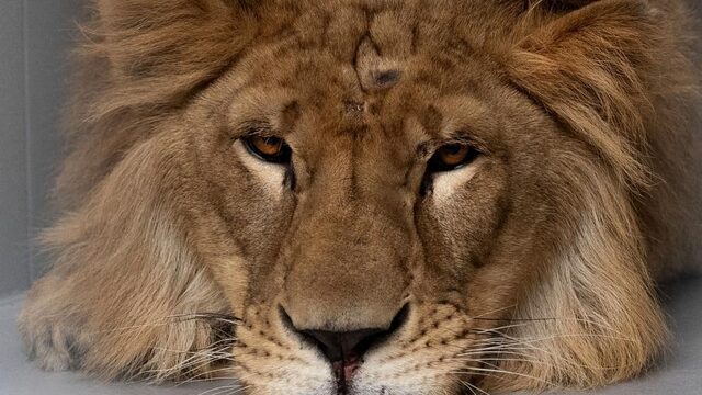 Irakese leeuw Simba voor het leven verminkt