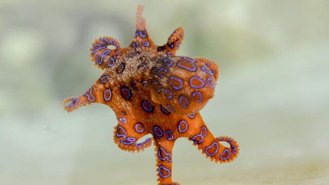 Octopussen zijn hartstikke slim: zo is dat ontstaan