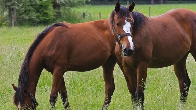 Handel in paarden niet transparant