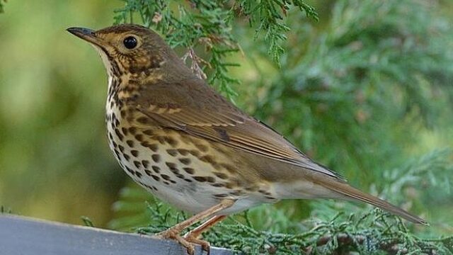 Zanglijster roept z’n kinderen binnen