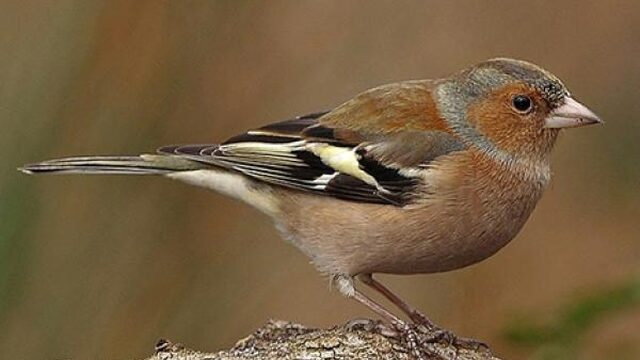 Slag van de vink