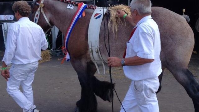 Overheid laat couperen paarden ongemoeid