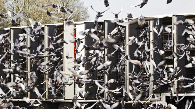 Debat: Zijn roofvogels bloeddorstige postduivenslachters?