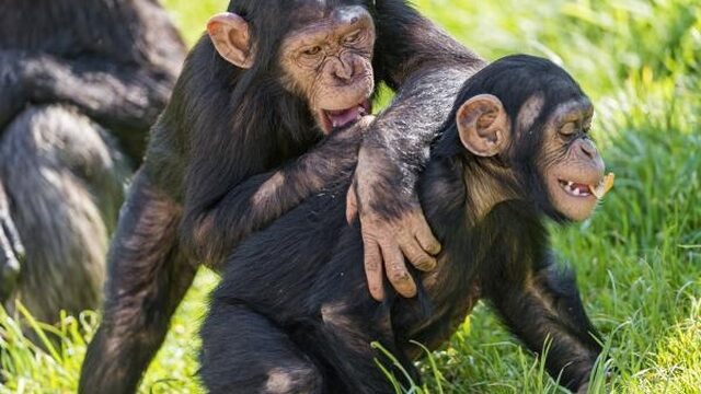 Ebola-vaccin voor mensapen