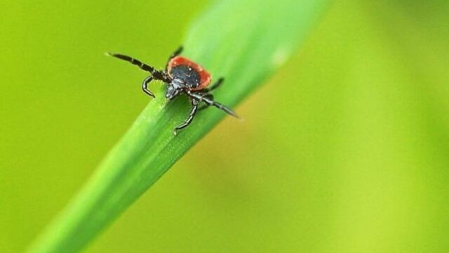 Ruim helft van alle tekenbeten in juni en juli