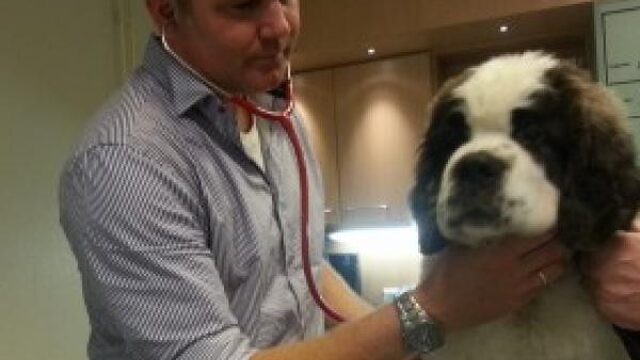 Kat, tijger of python, het maakt dierenarts Frank niet uit