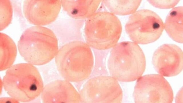 ‘Embryo’s kweken is onverantwoord’