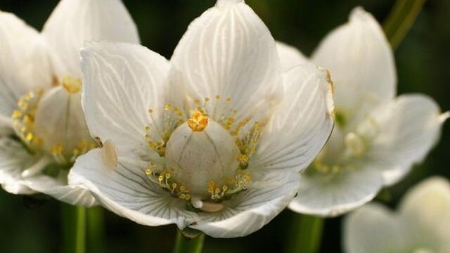 Column van Rolf Roos: Criminele duinflora