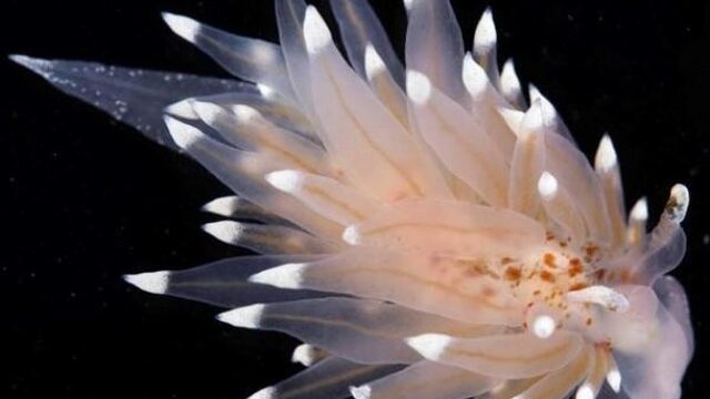 Nederland is twee soorten zeenaaktslakken rijker