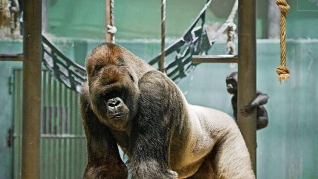 'Bokito is een lieve huisvader geworden'