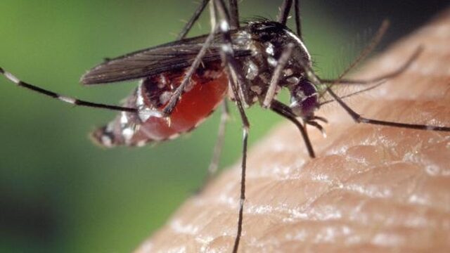 De mug uitroeien, kan dat eigenlijk wel?