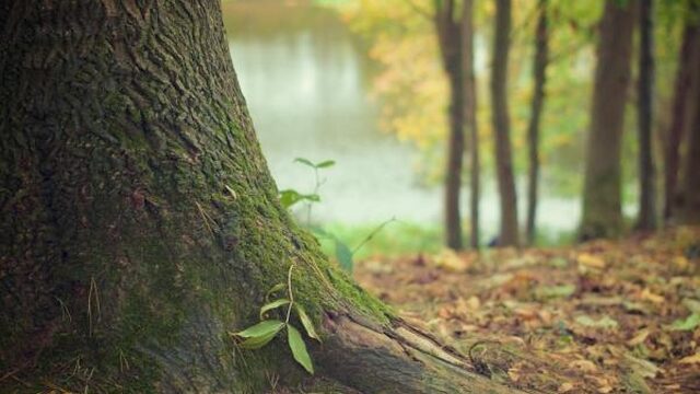Plan voor 100.000 hectare nieuw bos in Nederland