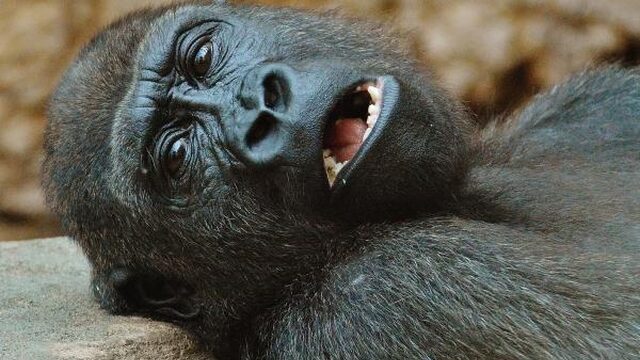 Het gaat slecht met de mensapen, maar beter met de reuzenpanda