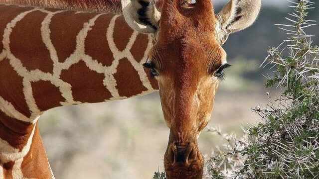 Vier giraffesoorten in plaats van één