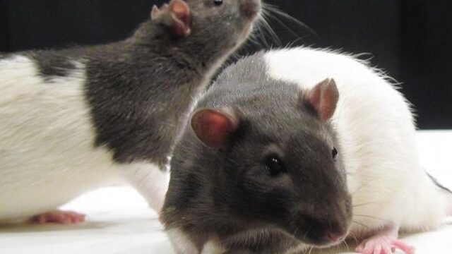 Waarom we toekunnen met minder proefdieren. Véél minder proefdieren