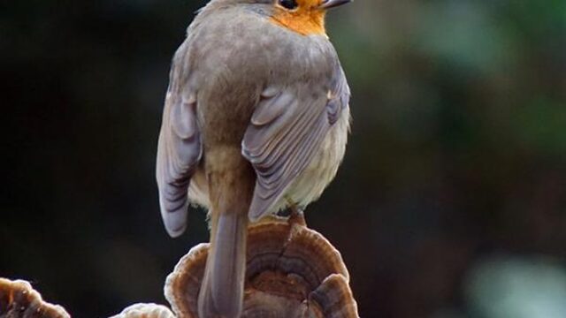 De roodborst zingt pure jazz