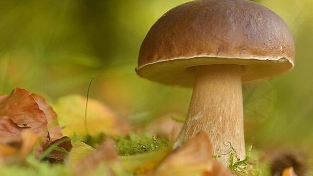 Eekhoorntjesbrood laat nog op zich wachten