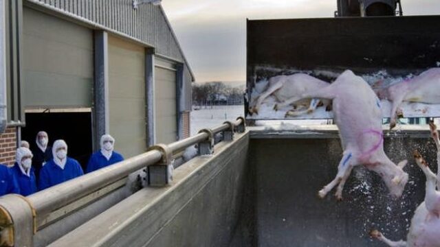 Geen schadevergoeding voor Q-koorts, overheid was niet nalatig