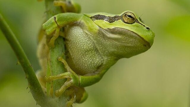 Boomkikker in Brabant krijgt elf kilometer lange snelweg
