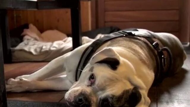 'Dierenbeschermers mogen BNN op beide wangen zoenen'