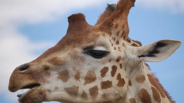 Waarom de giraf misschien vier keer zo veel bescherming nodig heeft