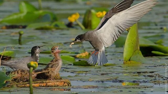 Recordaantal broedende zwarte sterns langs Zwarte Water