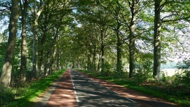 Verkeerd geplaatste bomen kunnen luchtvervuiling verergeren