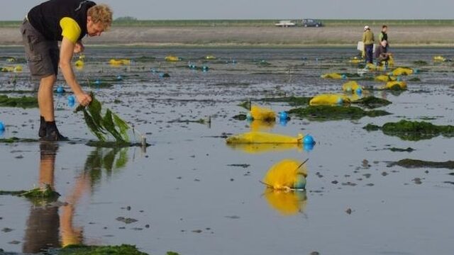 Schimmel belemmert herstel zeegras