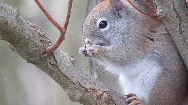 Niet hackers, maar eekhoorns verstoren infrastructuur