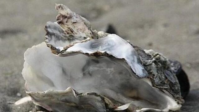 Oesters slurpen kan weer