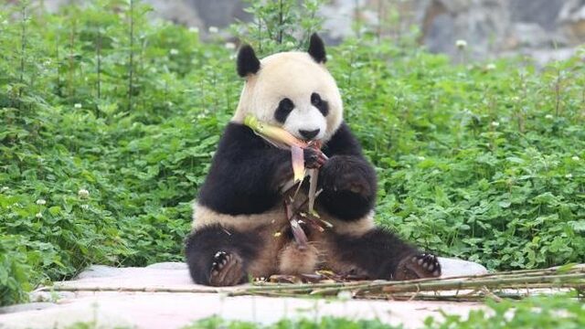 Reuzenpanda’s waaieren uit over de wereld