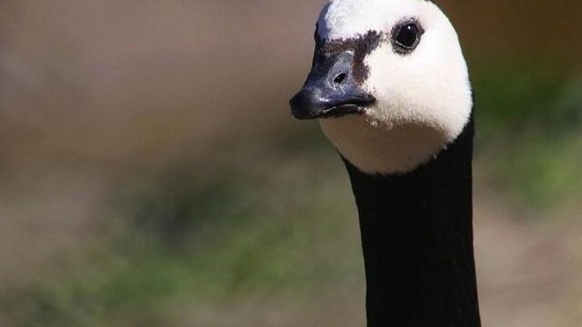 Extreem weer op de Noordpool