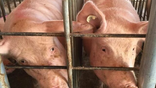 Een mens-varken maken: het kan