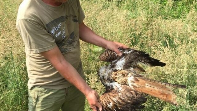 Zeldzame rode wouw vermoedelijk dood door landbouwgif